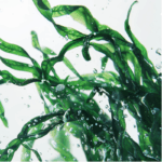 ผงสาหร่ายบลูสไปรูลิน่า สีน้ำเงิน - Image 2