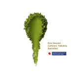 ผงมัทฉะ ยาเมะ (เกรดพรีเมียม) – เก็บเกี่ยวครั้งแรก