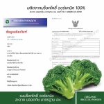 Broccoli Powder - Image 2