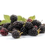 Blackberry Powder - Image 2