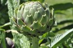 ผงอาร์ติโชค (Artichoke Powder) - Image 2