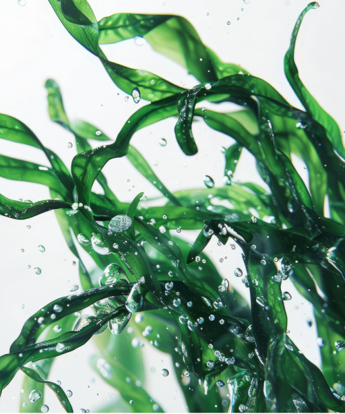 Blue Spirulina Powder E6 2